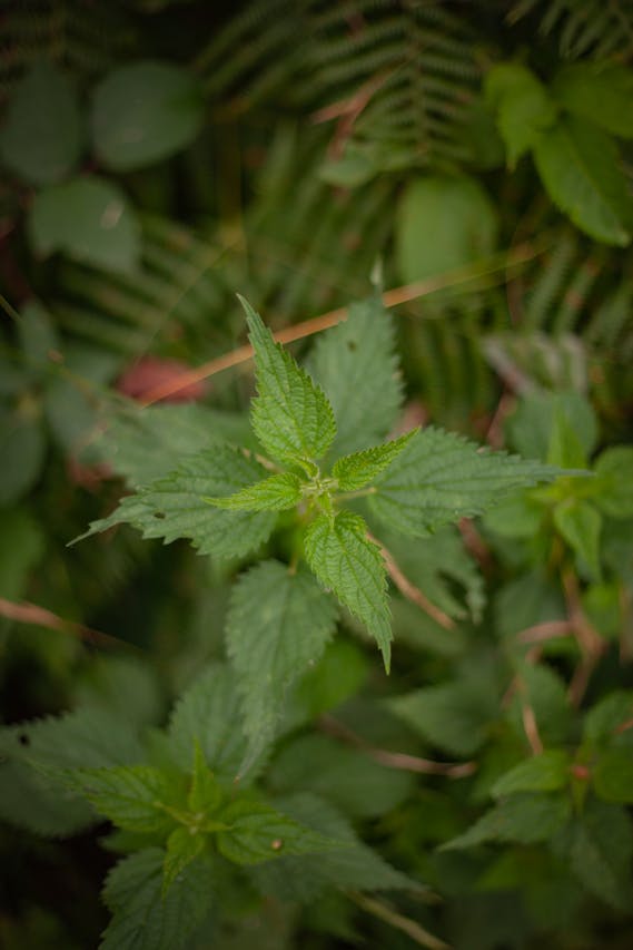 fresh stinging nettle leaves for nettle tea for spring allergies