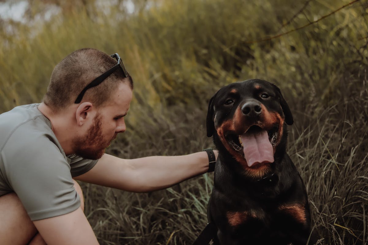 Owner petting happy dog using CBD oil for dogs wellness
