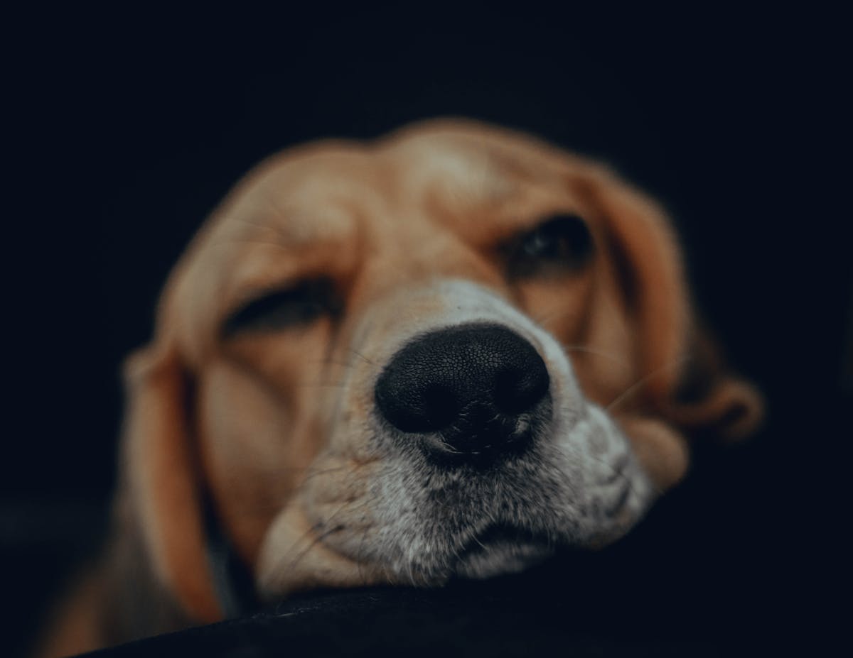 Peaceful beagle resting showing benefits of CBD oil for dogs