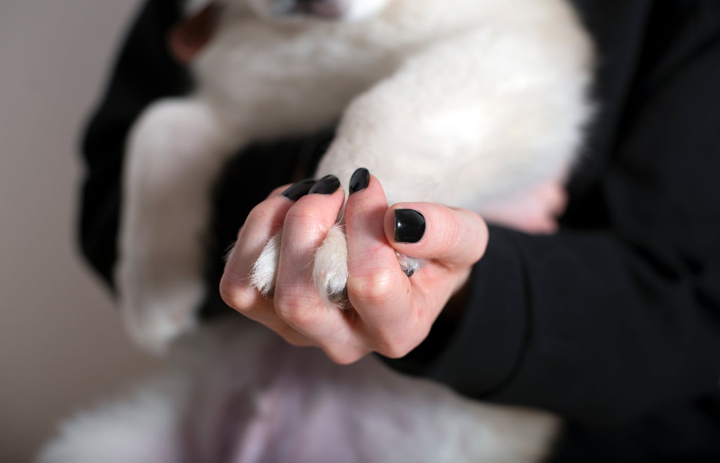 Person gently holding a dog paw to apply coconut oil for dog paws