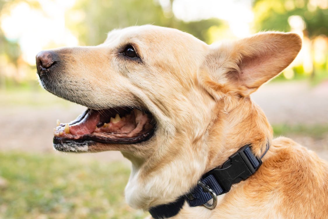 Pet owner caring for dog with natural wellness supplements