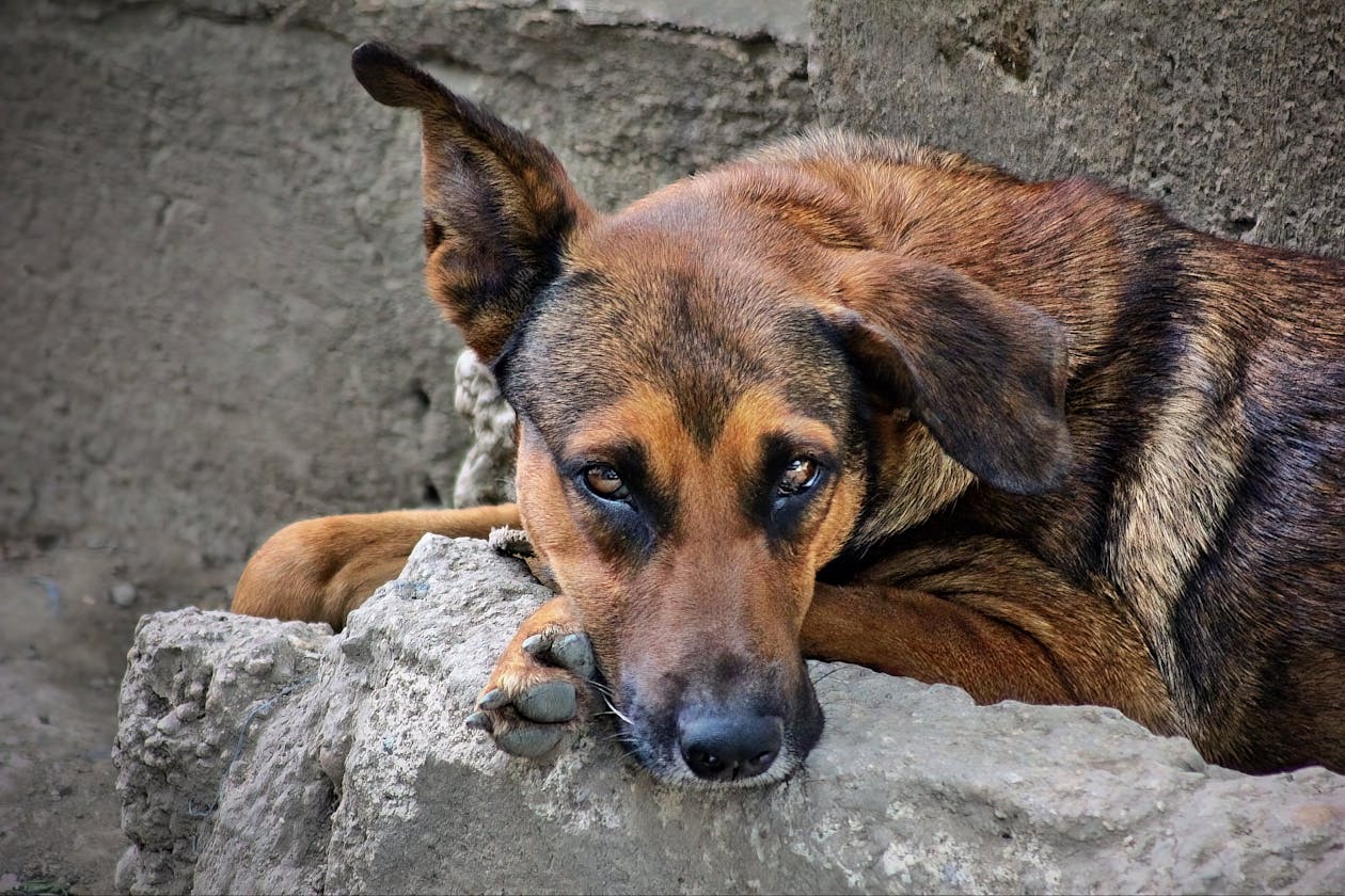Tired dog needing remedies, how much pumpkin to give a dog with diarrhea
