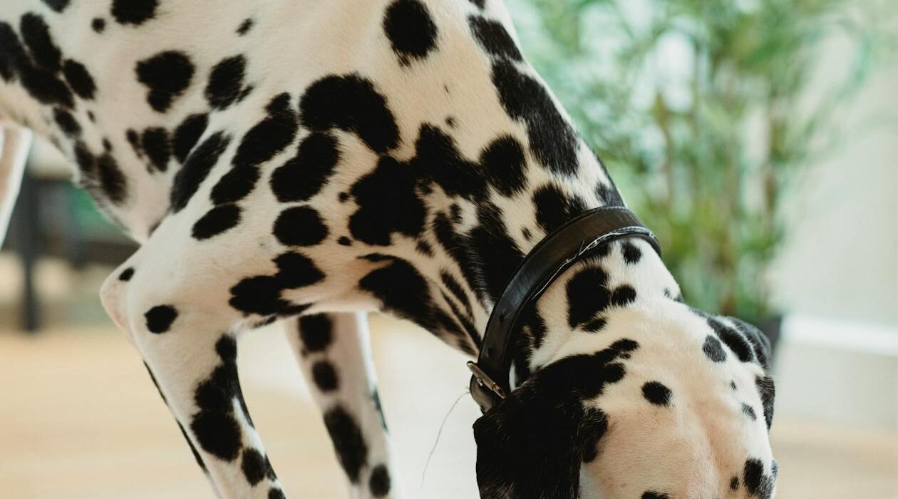 Dog eating from a bowl learning how much pumpkin to give a dog with diarrhea