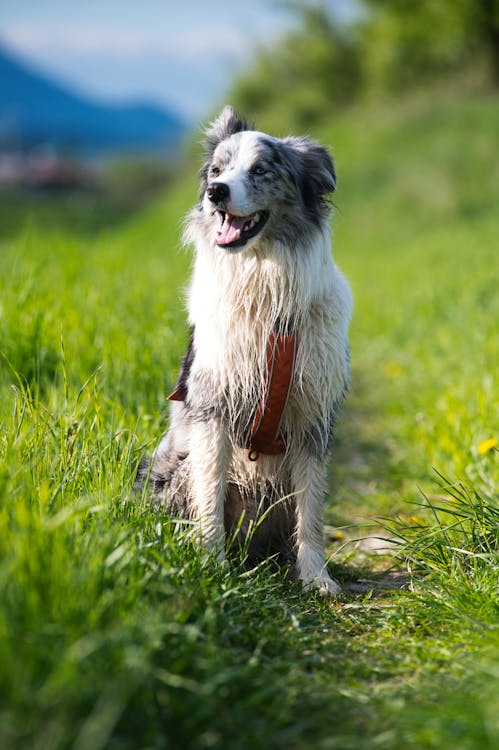 Playful dog running in meadow with active joints from turmeric for dogs joint pain