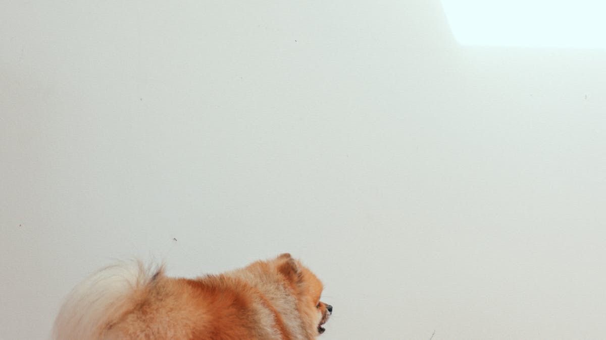 Small dog near its food bowl waiting for a scoop of colostrum