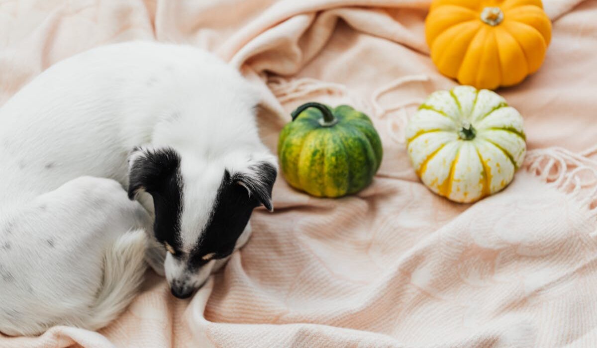 pumpkin for dogs with diarrhea near a friendly pup