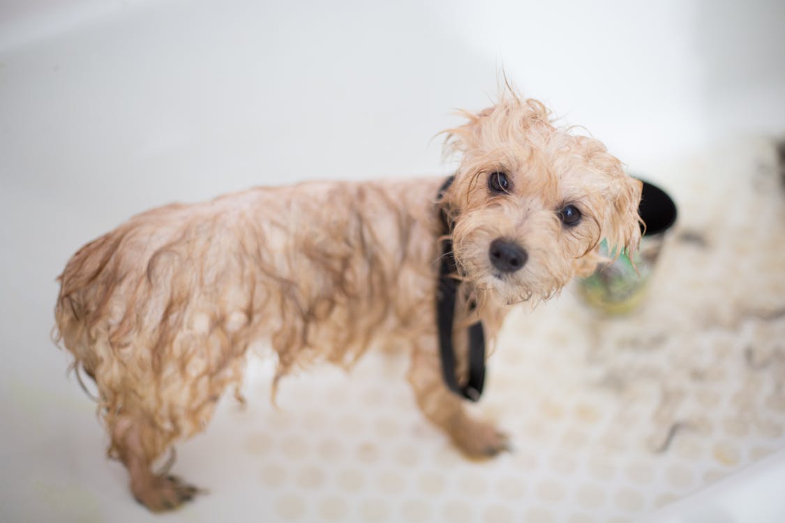 Cute puppy in bathtub getting a bath with apple cider vinegar for dogs