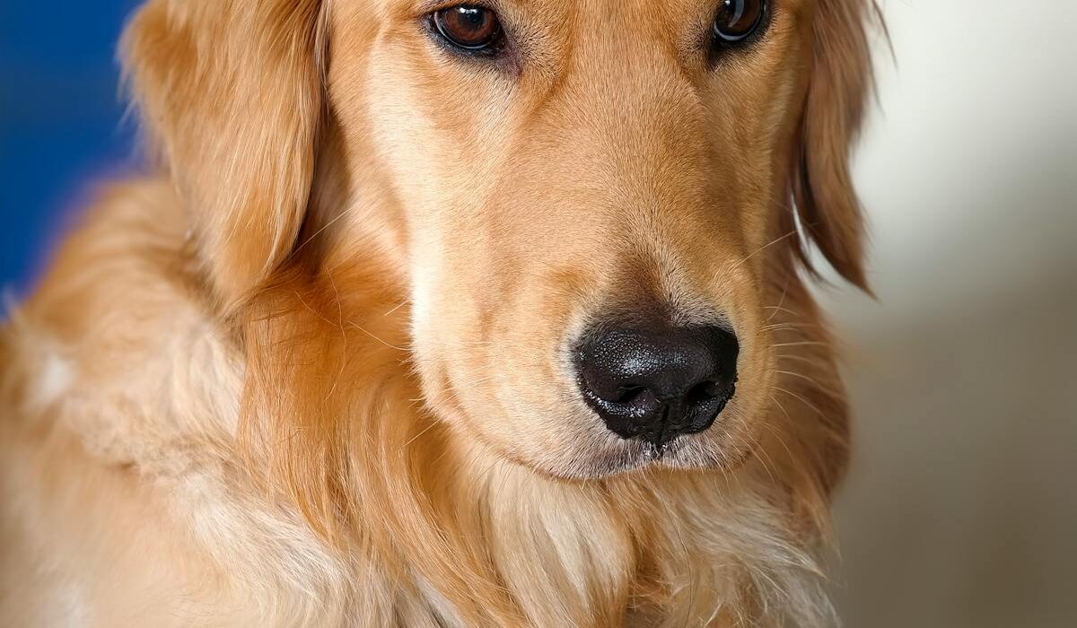 Salmon Oil for Dogs - healthy golden retriever