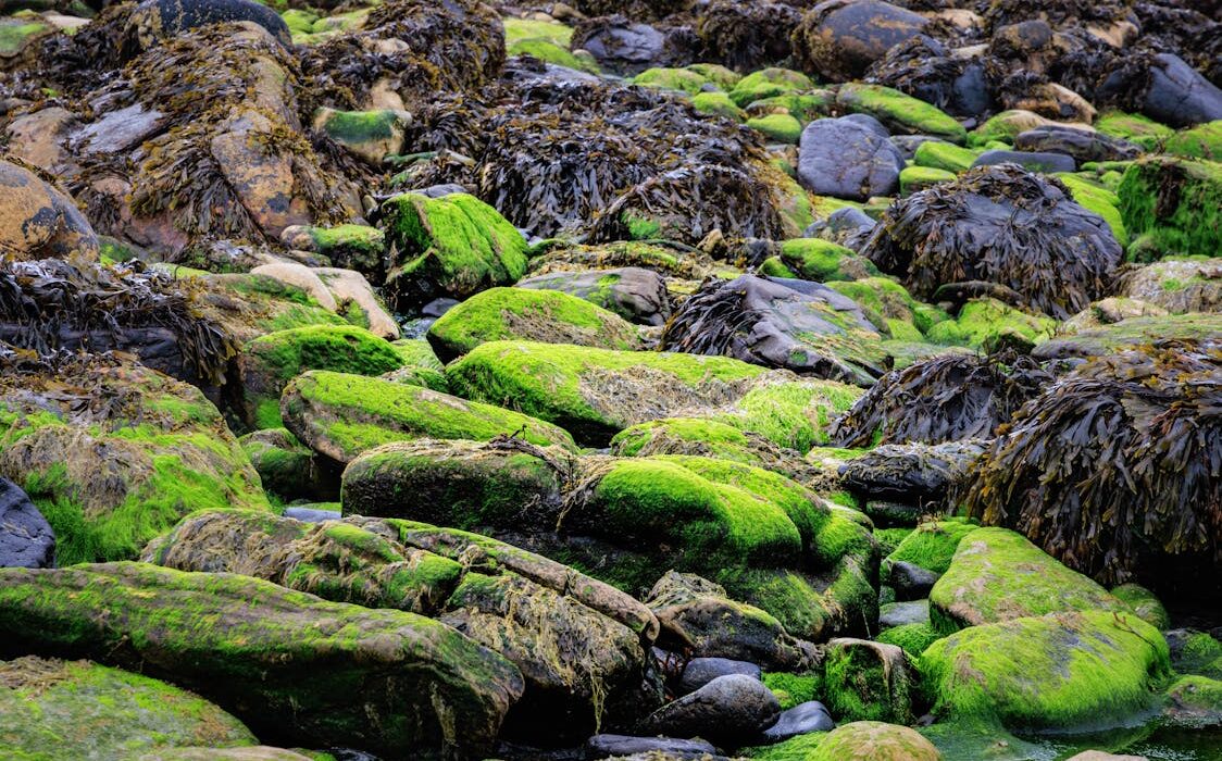 Vibrant seaweed on rocky coastline related to sea moss benefits for thyroid and skin