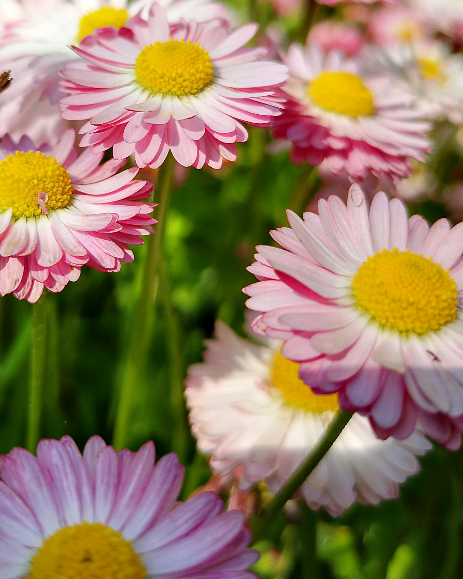 goat milk for dogs benefits happy dog hydration