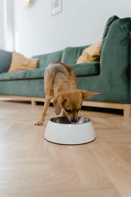 Small dog eating from food bowl with probiotics for dogs digestive issues