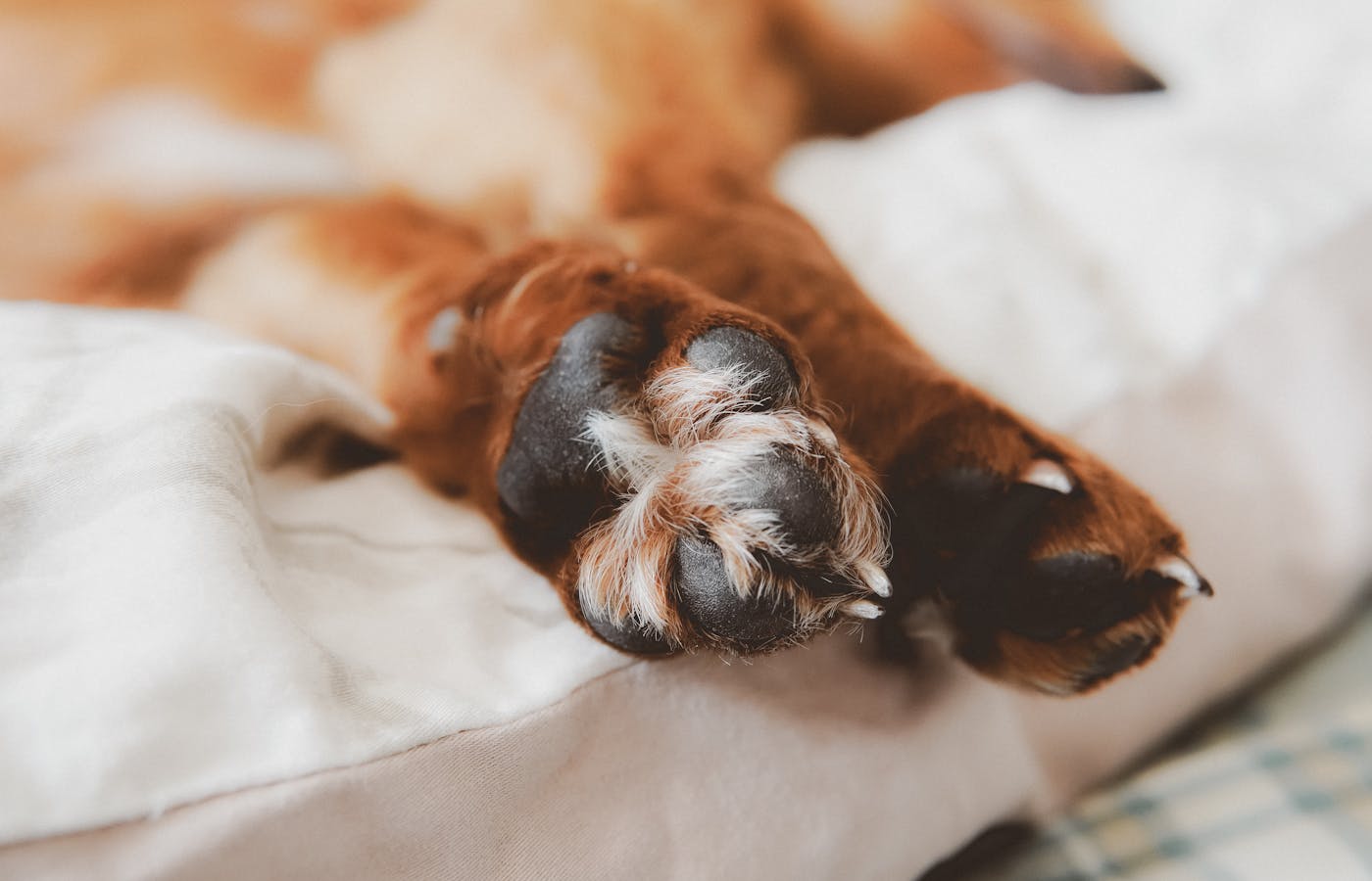 Soft healthy dog paws after coconut oil for dog paws routine