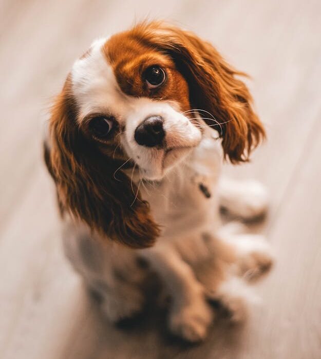 Fresh sweet potatoes for dogs as a healthy natural treat