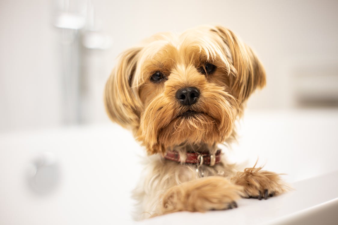 Yorkshire terrier in bath showing apple cider vinegar for dogs skin care