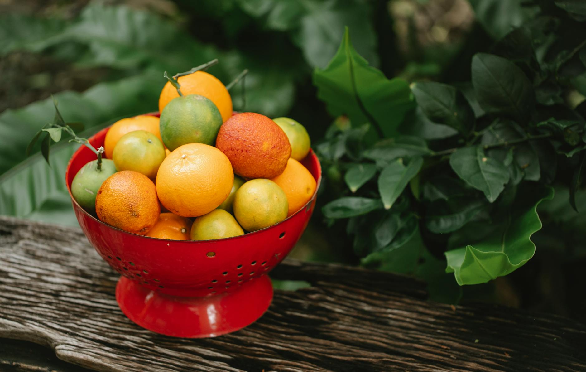 Vitamin C Citrus Bowl for Skincare Stops Working After 50: The Collagen-From