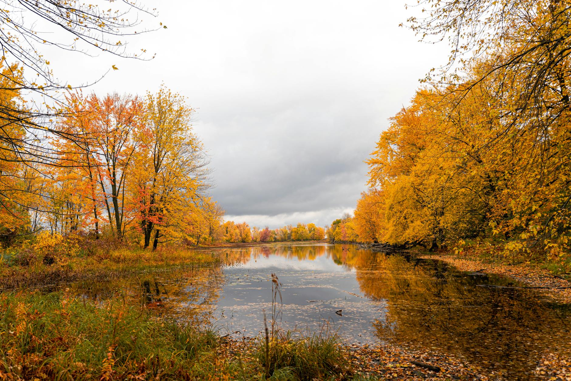 Seasonal Nature Outdoor for Can Allergies Cause Brain Fog? Yes — Here's the Histamine-Cytokine Connection