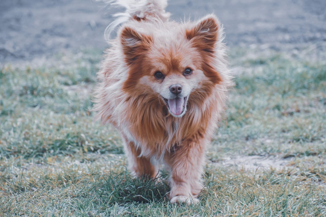 active dog outdoors with strong teeth and healthy skin