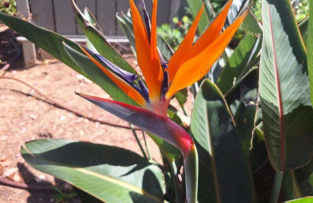 Bird of paradise flower outdoors paired with bromelain for sinus congestion