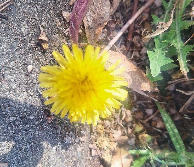 Fresh dandelion flower the source of dandelion root tea for liver detox
