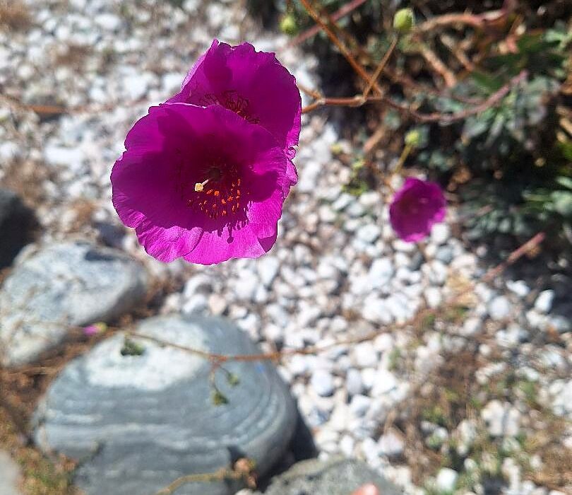 Vibrant purple desert flower bloom for digestive bitters for bloating