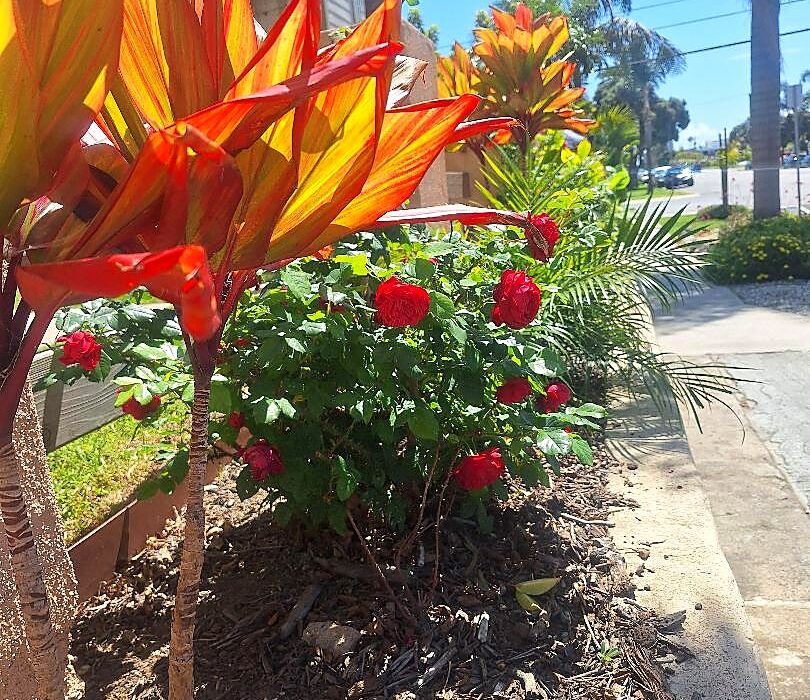 Spring garden flowers reminding us why quercetin for seasonal allergies helps