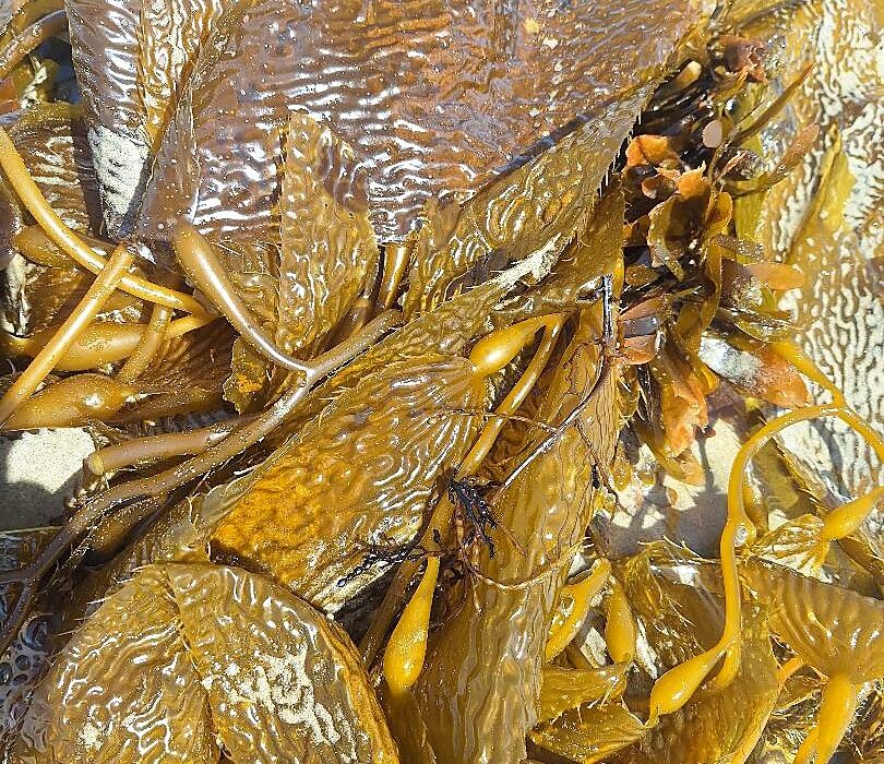 Bladderwrack seaweed found at the beach for sea moss benefits for thyroid and skin