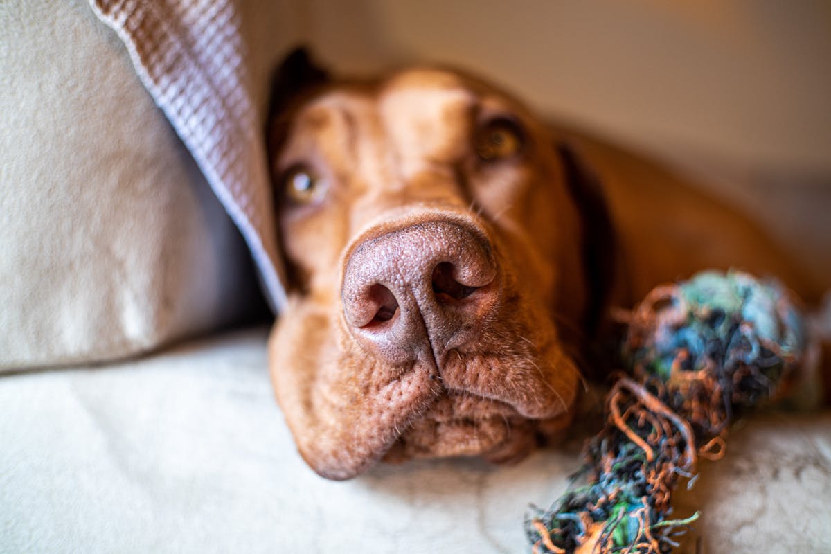 Calm dog with toy after using a lick mat for dogs anxiety relief