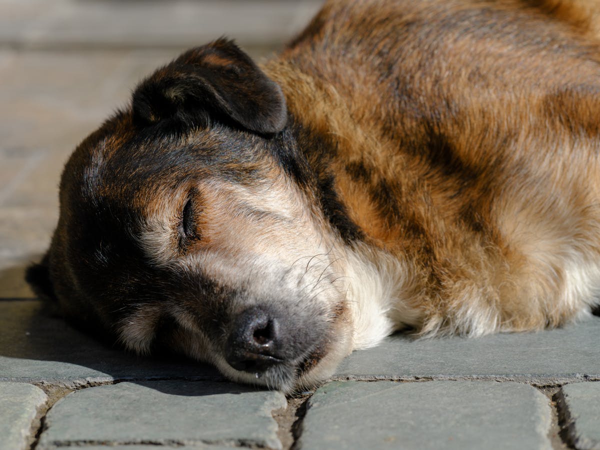Peaceful sleeping dog after lick mat enrichment session