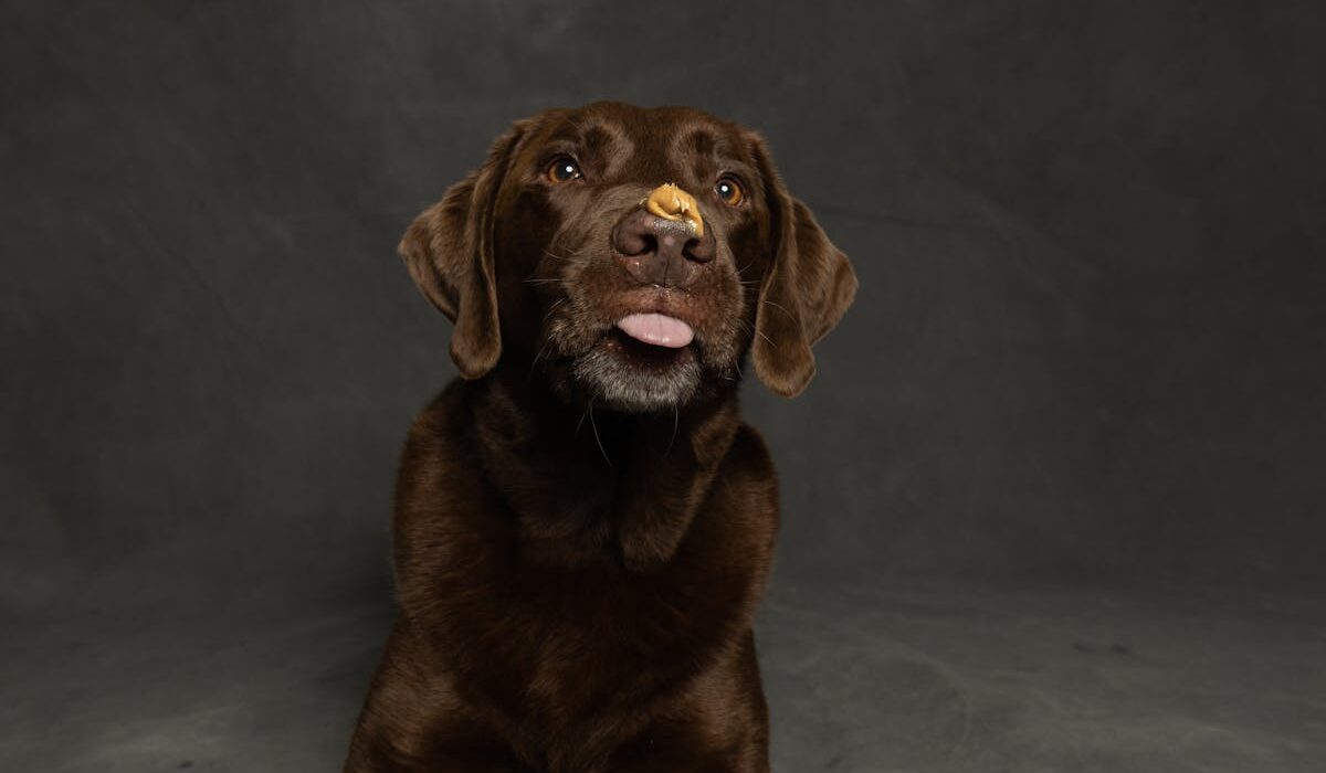 A chocolate lab licking peanut butter, perfect for a lick mat for dogs