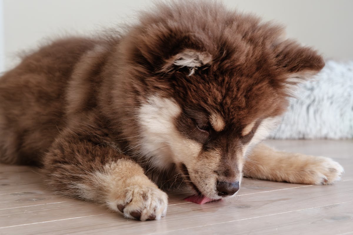 Puppy showing licking behavior similar to using a lick mat