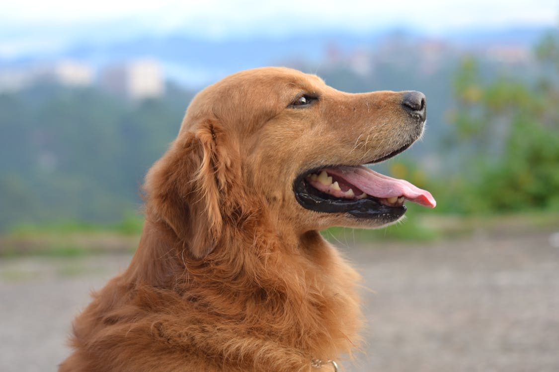 Active healthy dog benefiting from astragalus for dogs immune support