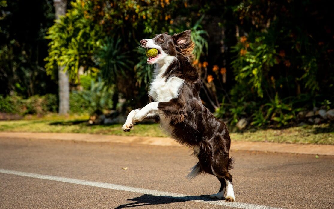 Healthy dog standing strong with a balanced immune system