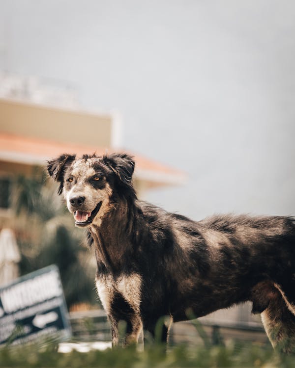 Owner giving liquid astragalus immune drops to a happy dog at home