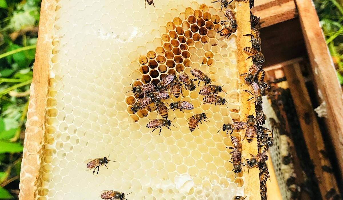 bee propolis benefits for immune health