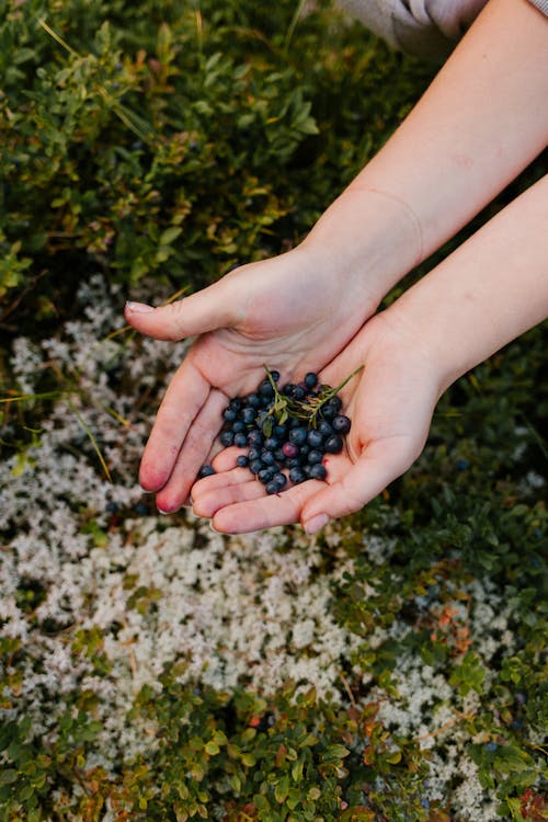 wild bilberries known for vision support