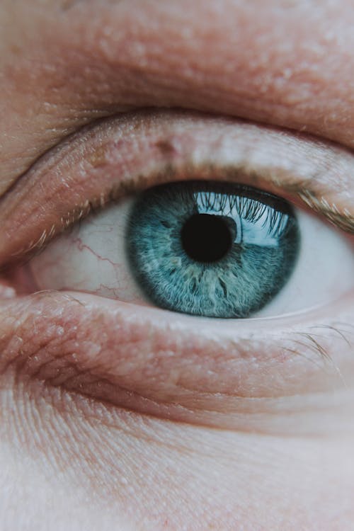 close-up of healthy eye supported by bilberry for eye health