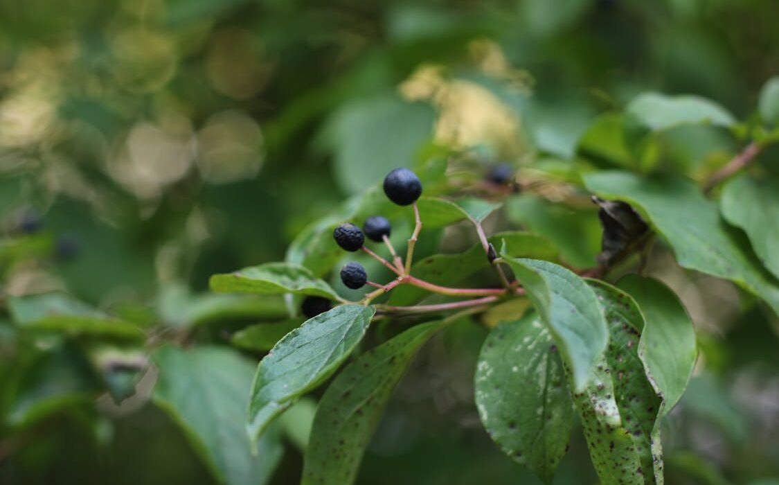fresh bilberries for eye health on rustic table