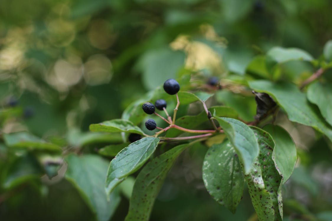 fresh bilberries for eye health on rustic table