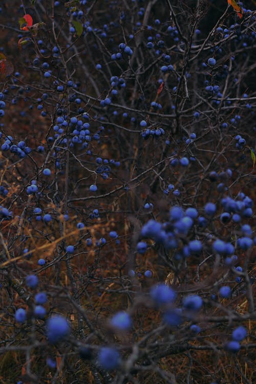 wild bilberries growing in forest the source of bilberry for eye health