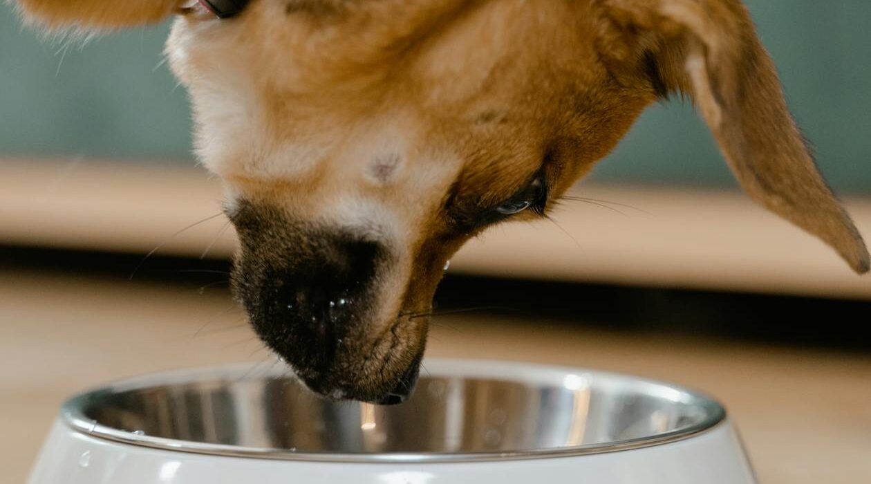 bone broth powder for dogs benefits