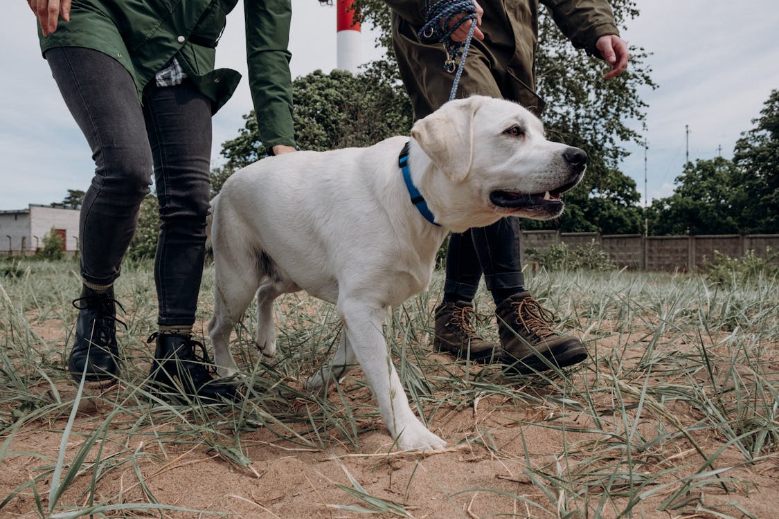 active dog enjoys play with help of boswellia for dogs joint care