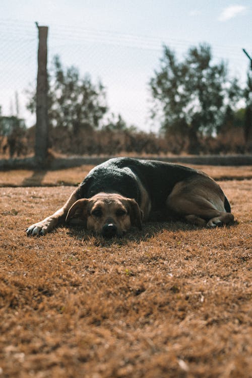 dog with stiff joints resting before boswellia for dogs support