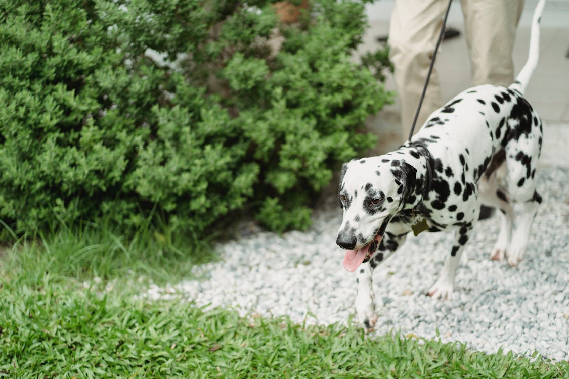 boswellia for dogs helps support comfortable walking and mobility