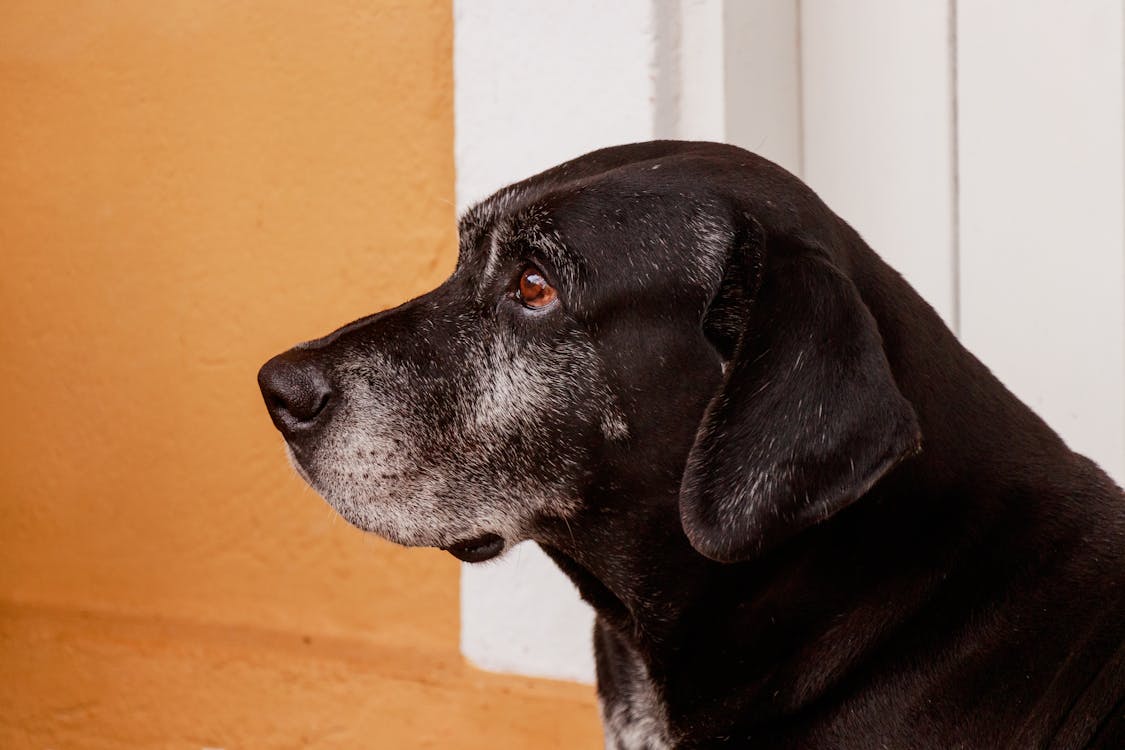 older dog moving more easily thanks to boswellia for dogs joint pain