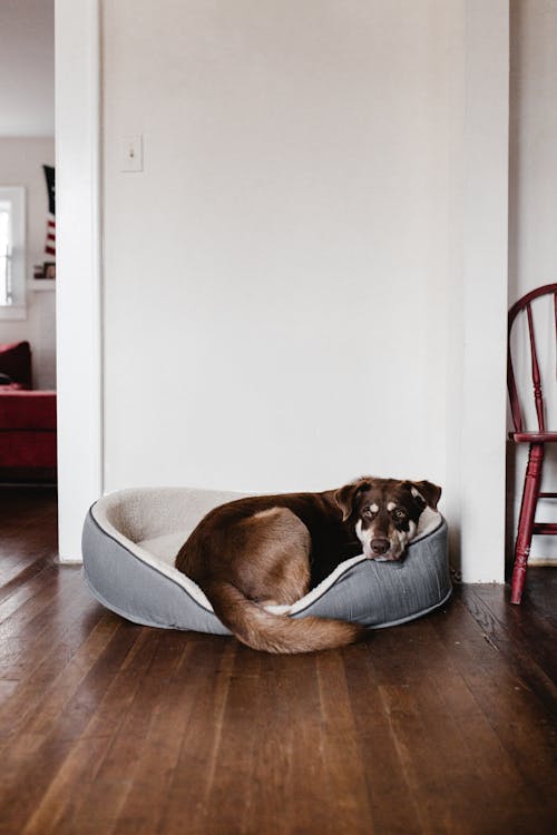 dog resting peacefully on couch with reduced joint discomfort