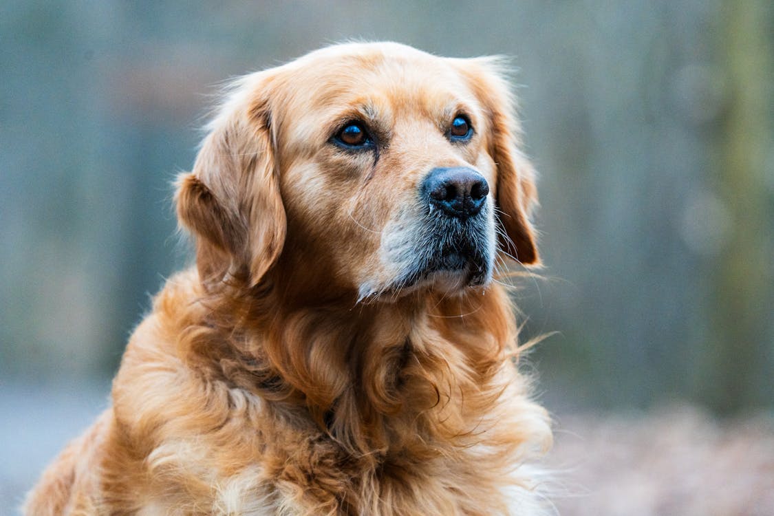 old golden retriever resting comfortable with boswellia for dogs joint pain