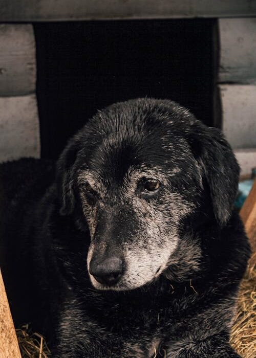 senior dog supported by boswellia for dogs joint comfort