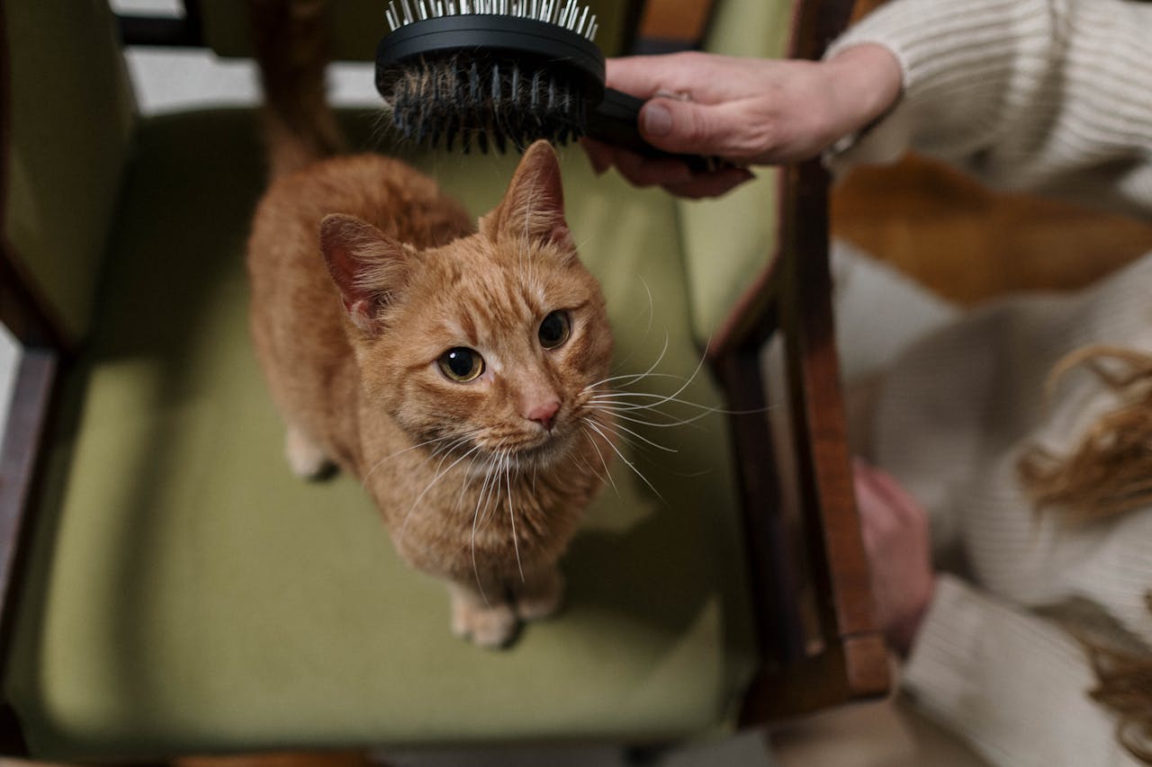 Brushing a calm cat daily to reduce hairballs at the source