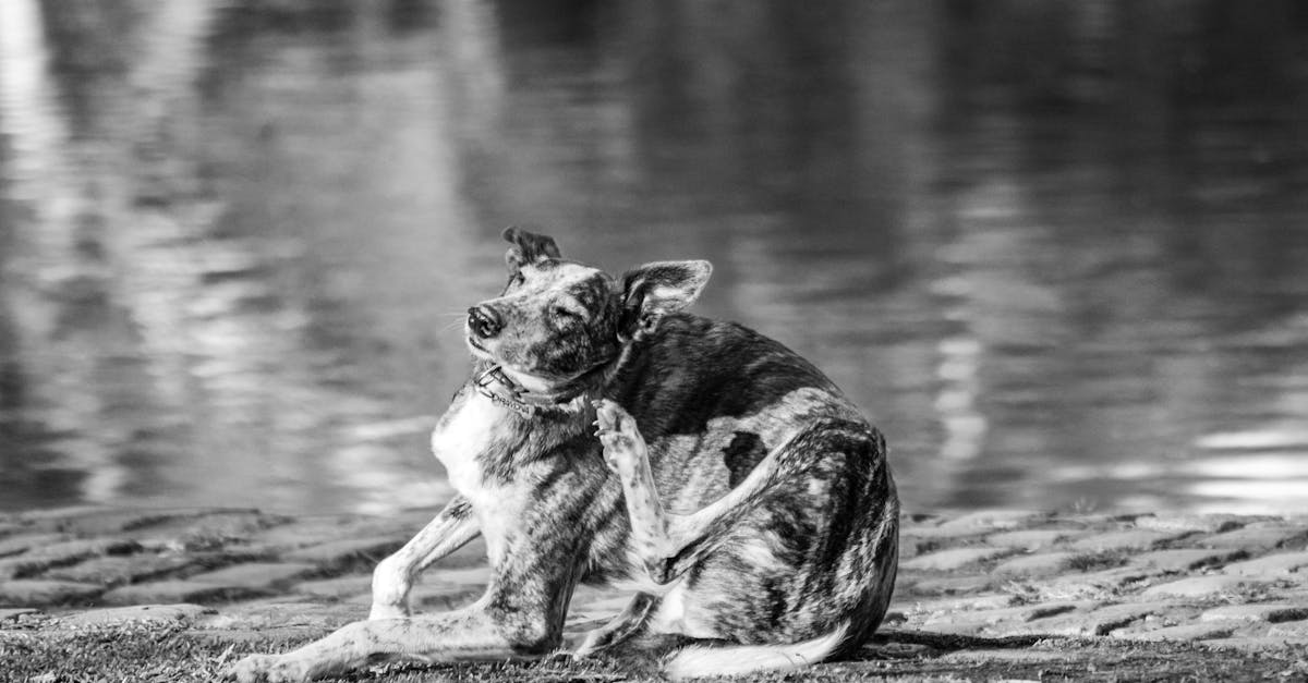 dog scratching itchy skin hot spot