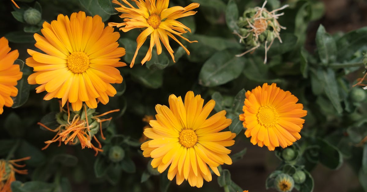 bright orange calendula marigold flowers